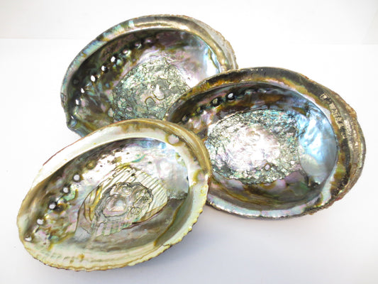 Green Abalone Shell set of 3 (M + L + XL)