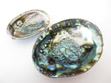 Abalone Schelp Groothandel - XL