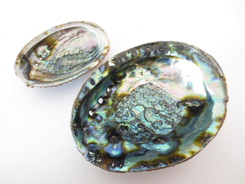 Abalone Schelp Groothandel - XL