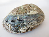 Abalone Schelp Groothandel - XL