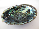 Abalone Schelp Groothandel - XL