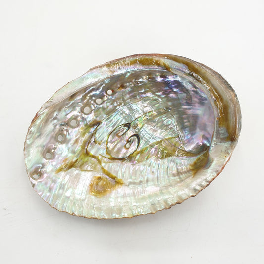 Wholesale - Abalone Shell Mini
