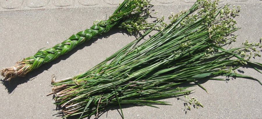 Sweetgrass AA Quality  60-70 cm