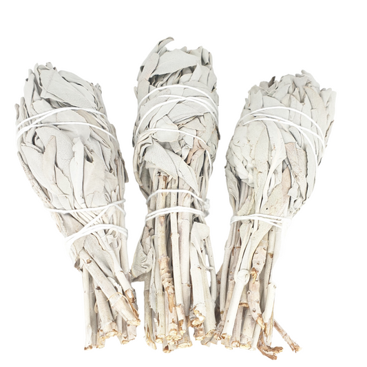 White Sage Tulip (3 x 25 - 30 grams)